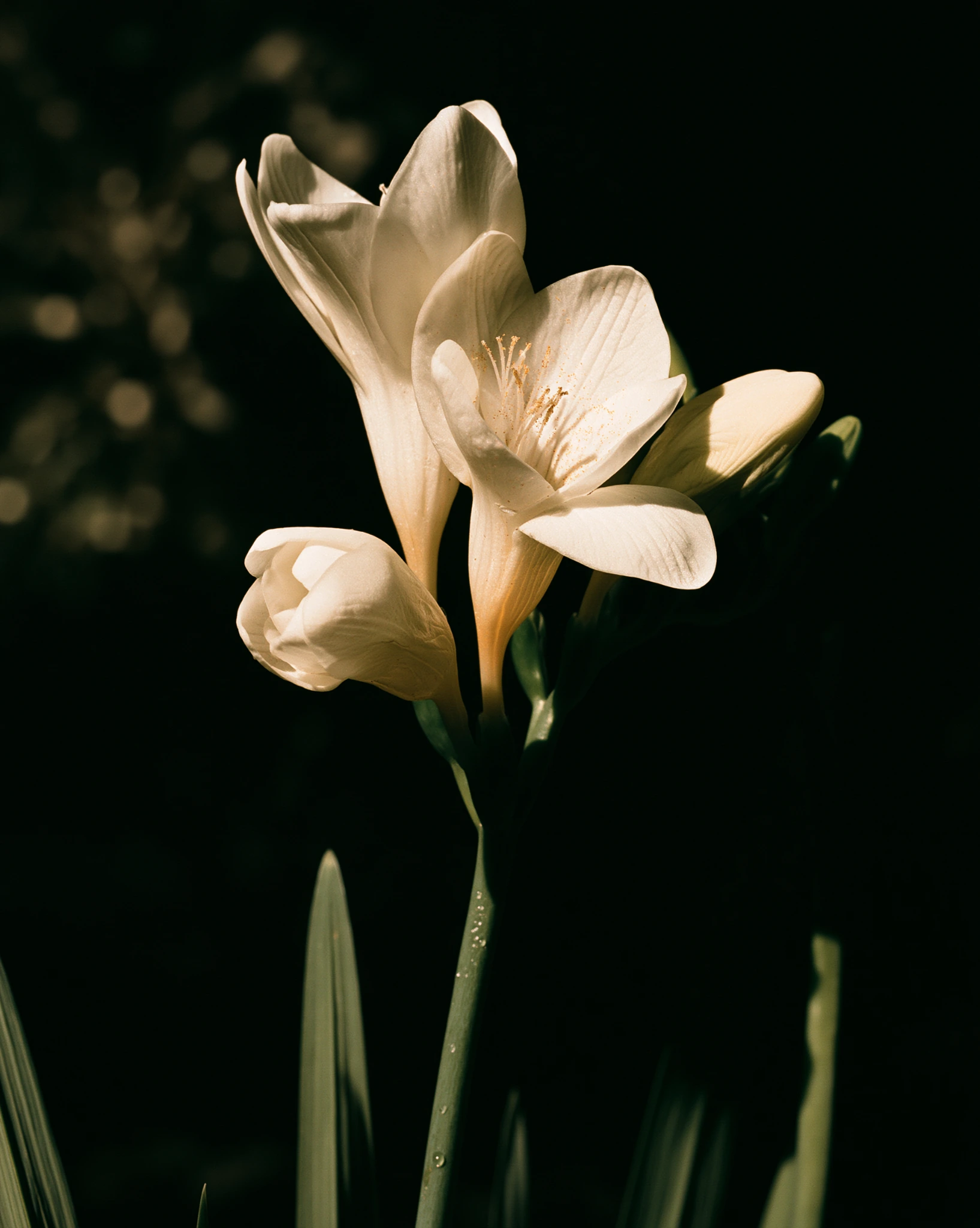 White Freesia